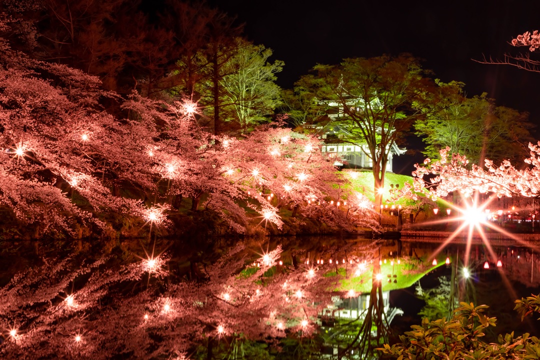 高田公園夜桜2