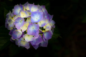 正善寺ダムの紫陽花